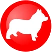 Corgi