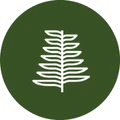 Jackfir