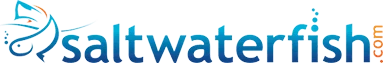Saltwater Fish