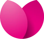 Tulipan